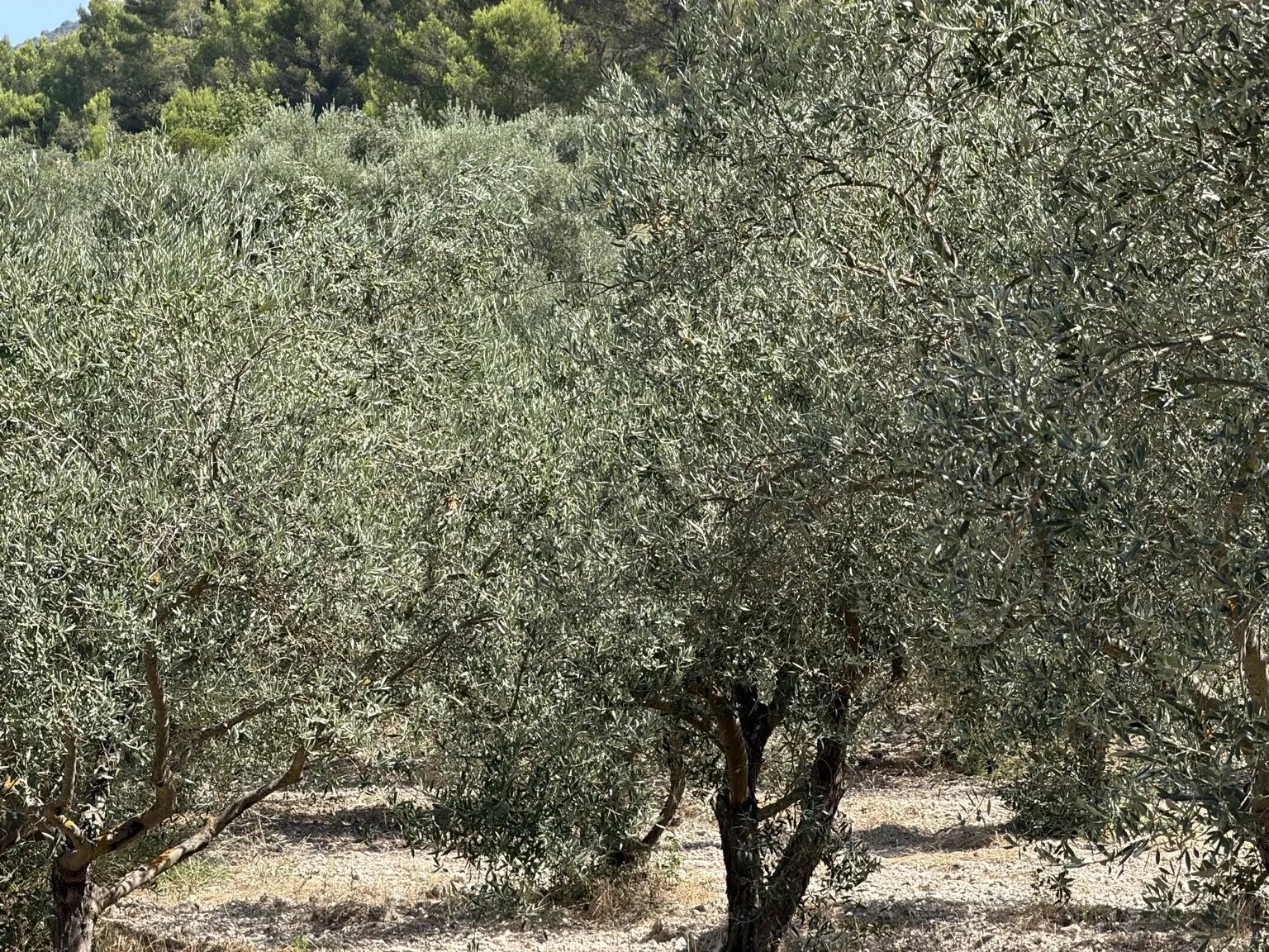 Zilvergroene bladeren in een Provençaalse olijfgaard